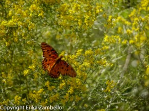 Gulf Fritillary. Photo by Erika Zambello