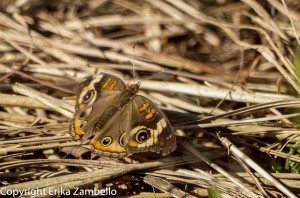 Common Buckeye. Photo by Erika Zambello