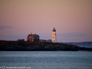 snowy owl, owl, coastline, ocean, maine, winter, holidays, birding, birds, birdwatching, wildlife, landscape, vista, view. nature