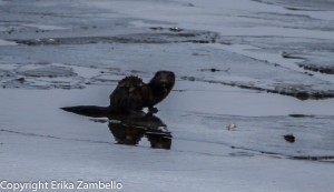 moose, maine, winter, lake, wildlife, nature