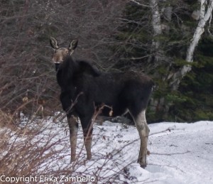 moose, maine, winter, lake, wildlife, nature