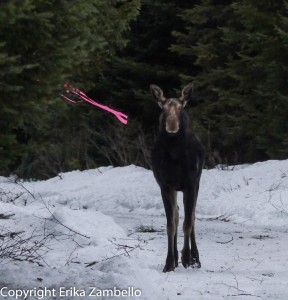 moose, maine, winter, lake, wildlife, nature