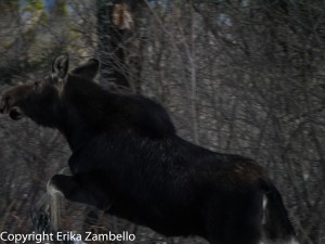 moose, maine, winter, lake, wildlife, nature