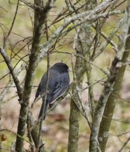 Dark-eyed Junco. Photo by Erika Zambello