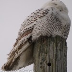 snowy owl, owl, coastline, ocean, maine, winter, holidays, birding, birds, birdwatching, wildlife, landscape, vista, view. nature