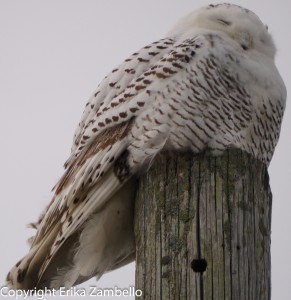 snowy owl, owl, coastline, ocean, maine, winter, holidays, birding, birds, birdwatching, wildlife, landscape, vista, view. nature