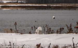 snowy owl, owl, coastline, ocean, maine, winter, holidays, birding, birds, birdwatching, wildlife, landscape, vista, view. nature