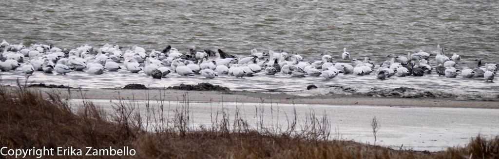 snow geese, birding, pea island, outer banks