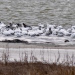 snow geese, birding, pea island, outer banks
