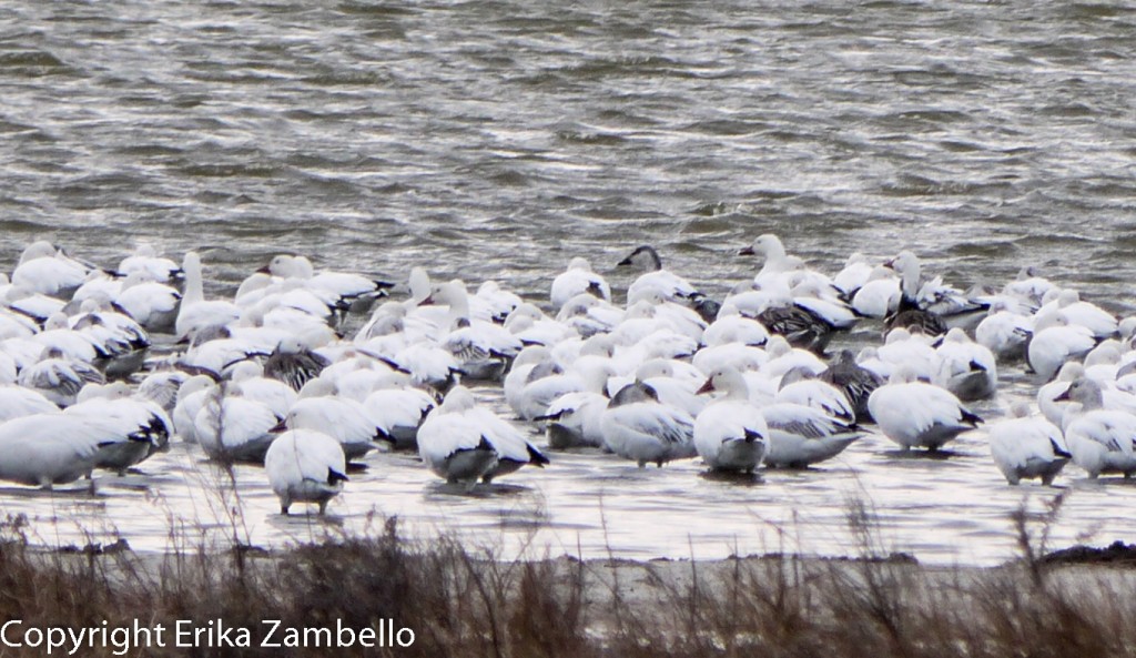 snow geese, outer banks, pea island, birding