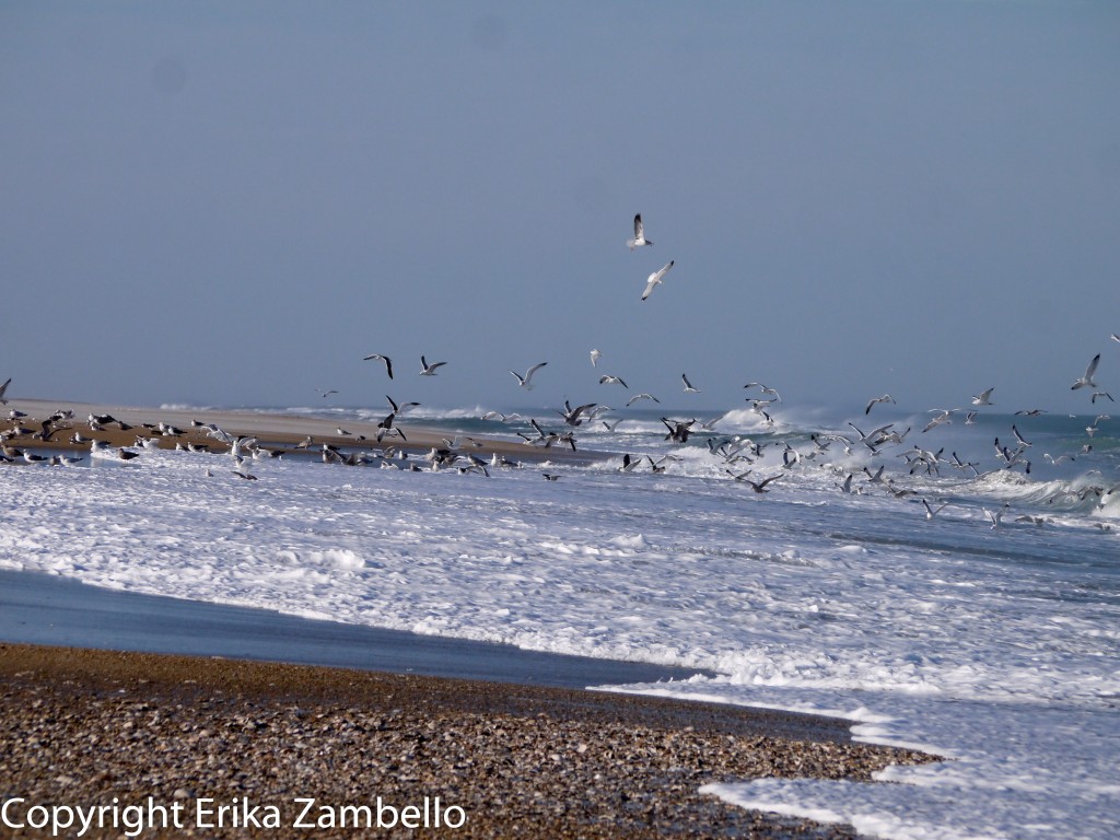 snow geese, birding, pea island, outer banks