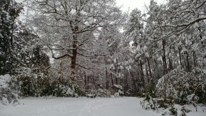 duke gardens, duke, snow, winter