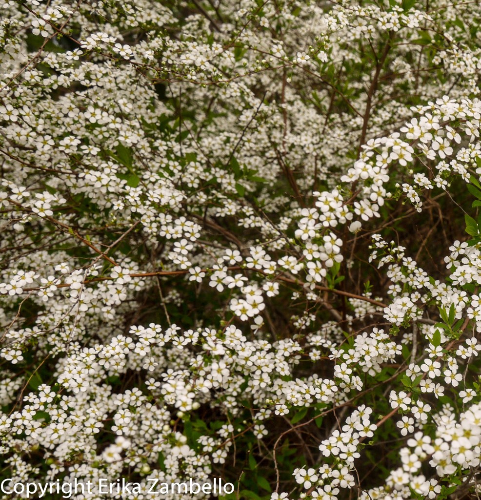 duke gardens, flowers, blossoms, north carolina, spring