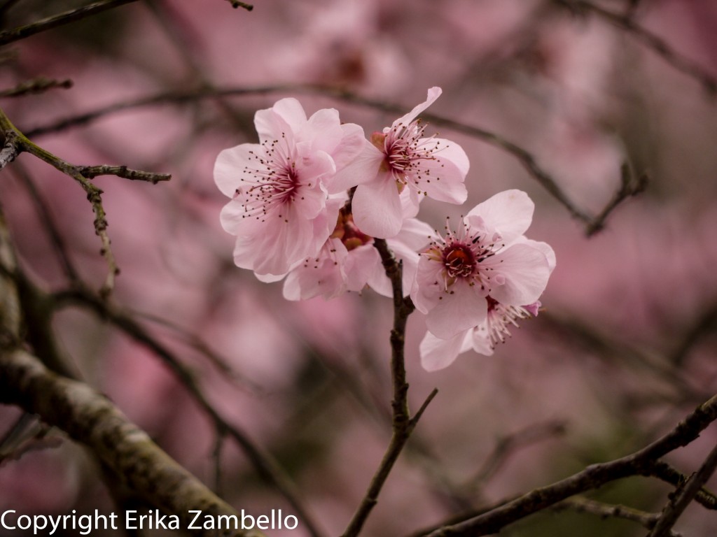 duke gardens, flowers, blossoms, north carolina, spring