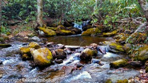 forest, river, pisgah, north carolina, camping