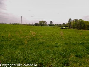 schenck forest, nc state, birding, field