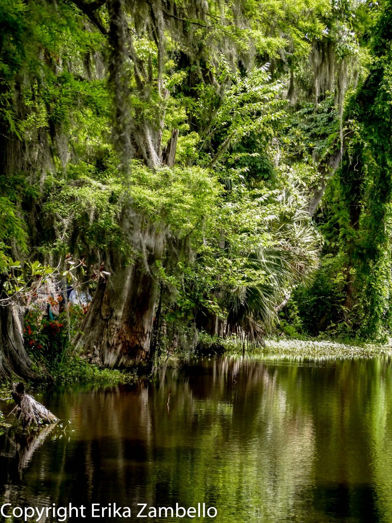 magnolia garden, south carolina