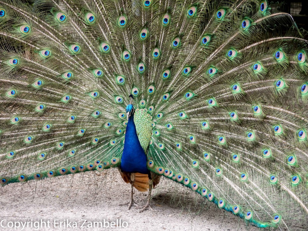 magnolia, garden, peacock