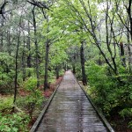 outer banks, trail, boardwalk, birding