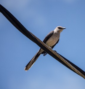 Tropical Mockingbird. Photo by Erika Zambello
