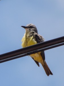 Tropical Kingbird. Photo by Erika Zambello.