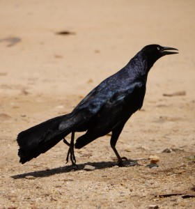 Great-tailed Grackle. Photo by Erika Zambello