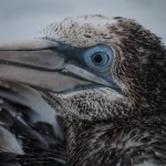 northern gannet ,birds