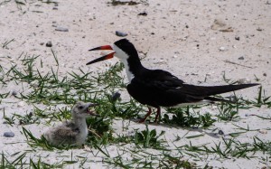 black skimmer, birding