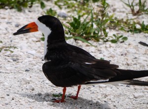 black skimmer