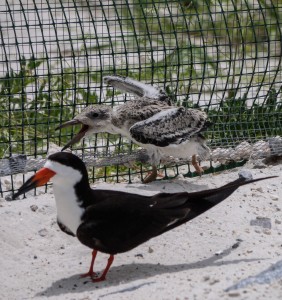 least tern, black skimmer, birds