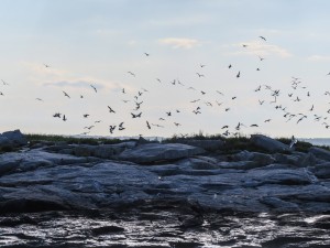 puffin, birding