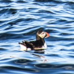 puffin