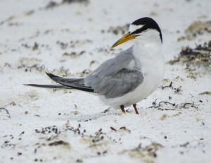 least tern