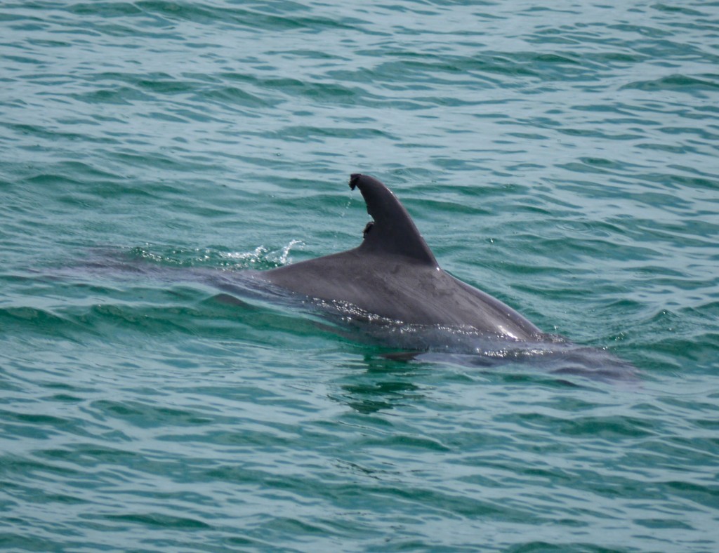 dolphin, florida