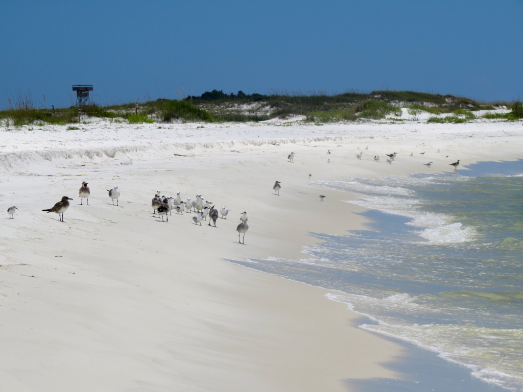 birding, florida, migration