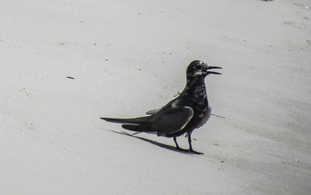 black tern, migration ,florida