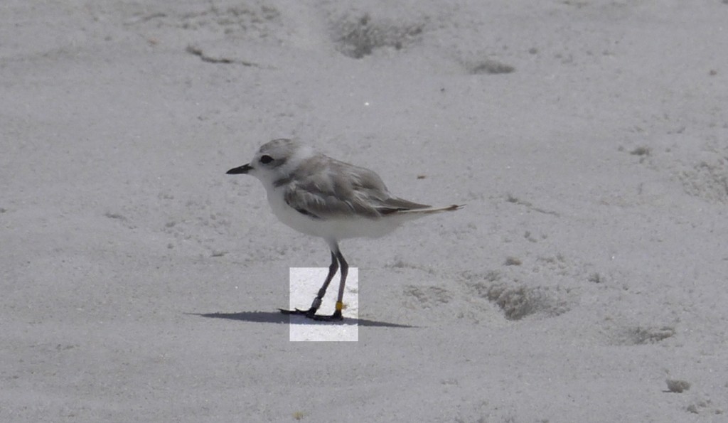 Plover 8.20 beasley park okaloosa island