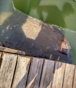 manatee