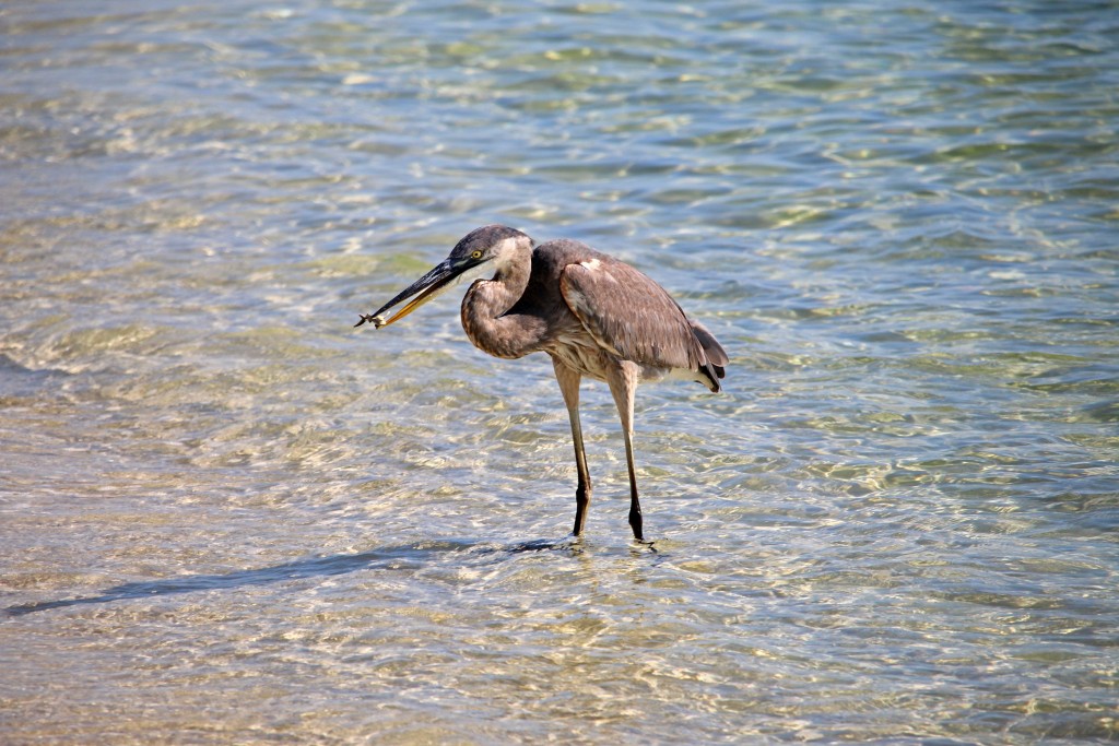 great blue heron, trash, pollution, oceans