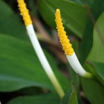 Florida, plant, naturalist