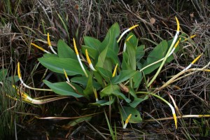 Florida, plant, naturalist