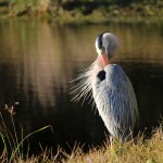 great blue heron, bird, florida