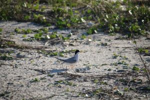 nesting, skimmer, nature, birding, florida, least tern