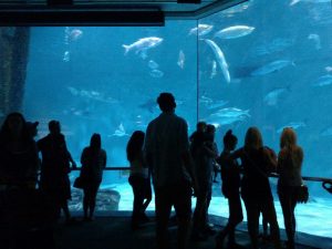 aquarium, ocean, nature