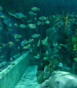aquarium, nature, ocean