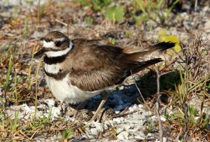 killdeer, nature, landscape, bird