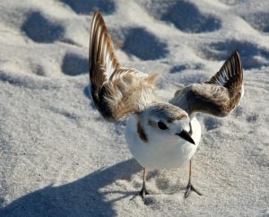 snowy plover, nature, landscape, bird, florida