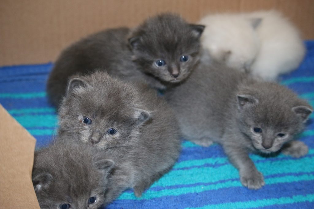 kittens, cats, feral cats, florida