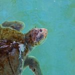 sea turtle, nature, florida