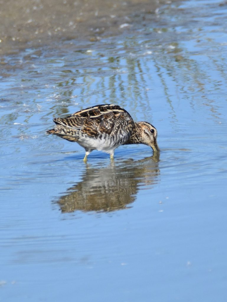 florida, nature, birding